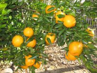 Pon Kan (tangerine)